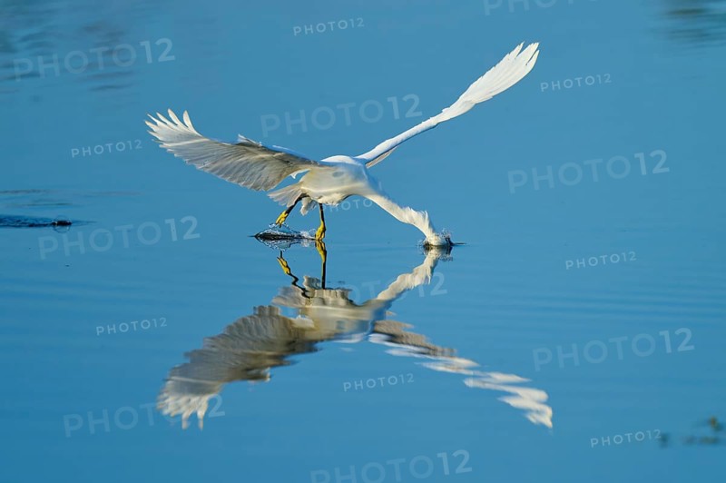 A heron gently touches the water with its beak in flight, Great Egret (Egretta thula), Florida, USA