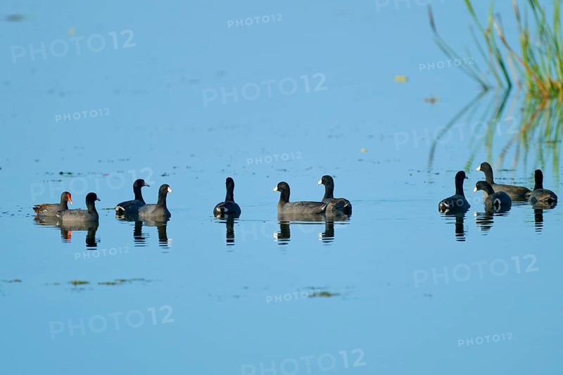 Several coots in a calm lake with clear reflections and blue sky, American Eurasian Coot (Fulica americana), Orlando Wetlands, Christmas, Florida, USA