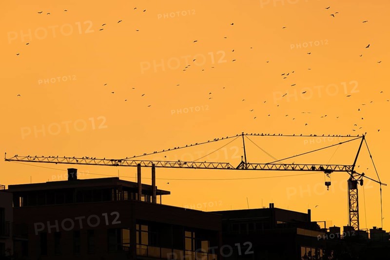 Numerous birds sitting on a construction crane at sunset in Frankfurt am Main, Frankfurt am Main, Hesse, Germany