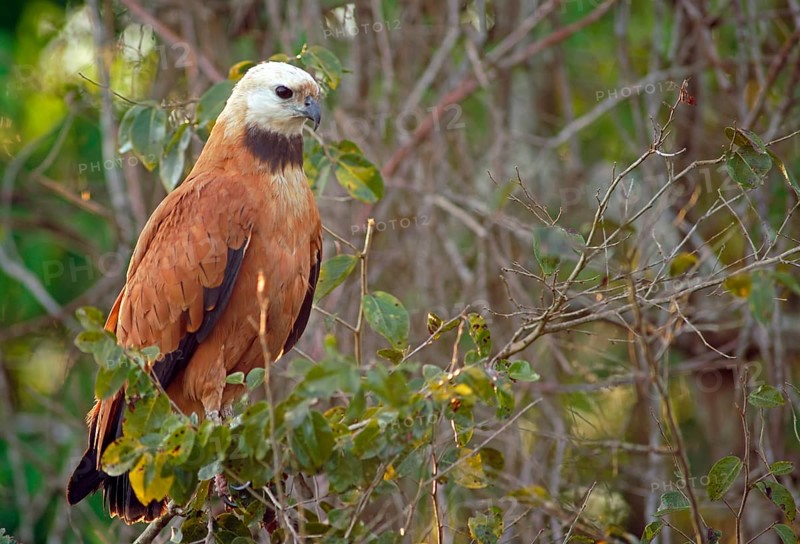 Fish Buzzard (Busarellus nigricollis), Pantanal, inland, wetland, UNESCO Biosphere Reserve, World Heritage Site, wetland biotope, Mato Grosso, Brazil, South America