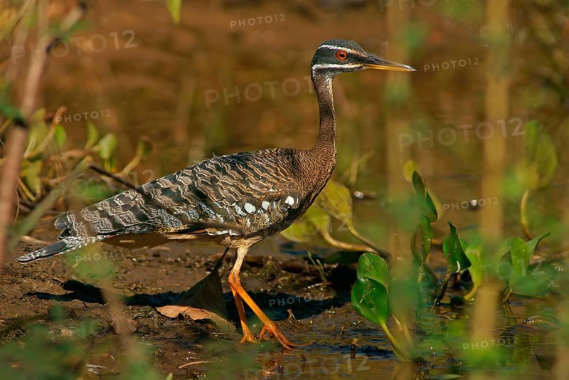 Sun rail (Eurypyga helias) Pantanal Brazil