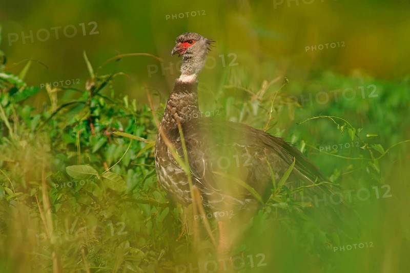 Collared Weirbird (Chauna torquata), Pantanal, Brazil, South America