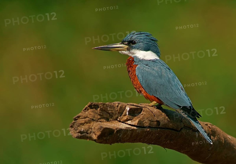 Red-breasted Kingfisher (Megaceryle torquata), Pantanal, Brazil, South America