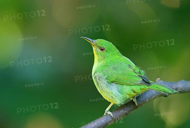 Caped Sunbird (Chlorophanes spiza), female, Atlantic Rainforest, Brazil