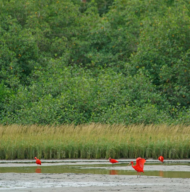 Scarlet Ibis (Eudocimus ruber), Mata Atlantica, Brazil, South America