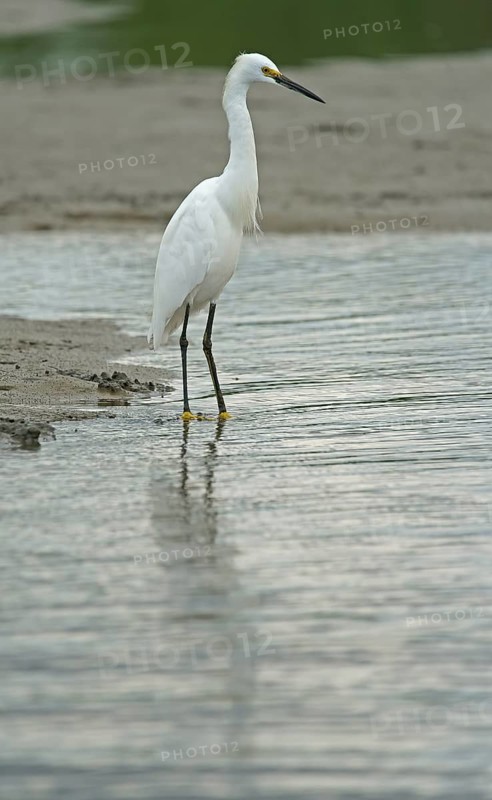 Great White Egret (Egretta thula), Mata Atlantica, Brazil, South America