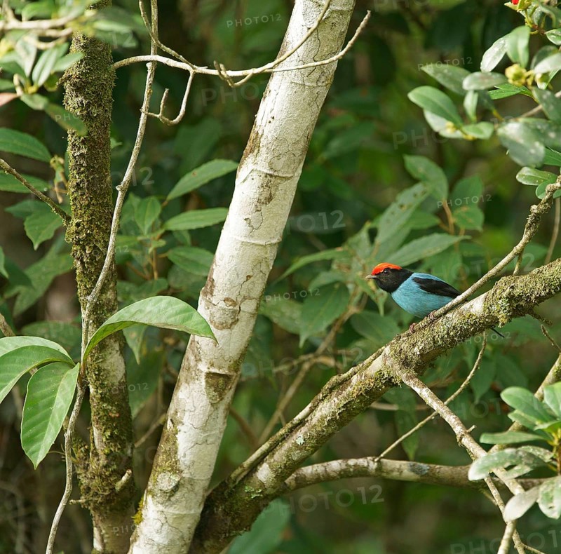 Blue-breasted manakin (Chiroxiphia caudata), Atlantic rainforest, Brazil