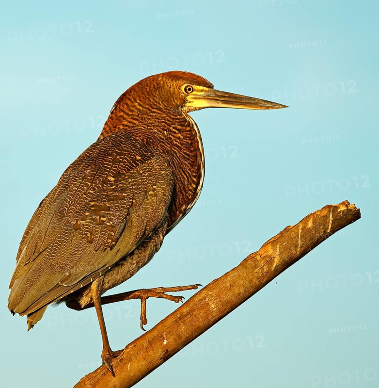 Marbled heron (Tigrisoma lineatum) juvenile, Pantanal, Brazil, South America