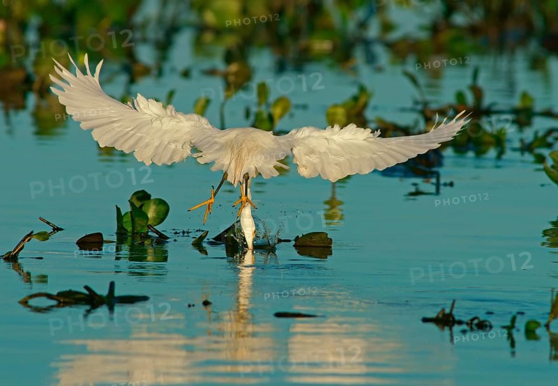 Great White Egret (Egretta thula) Pantanal Brazil