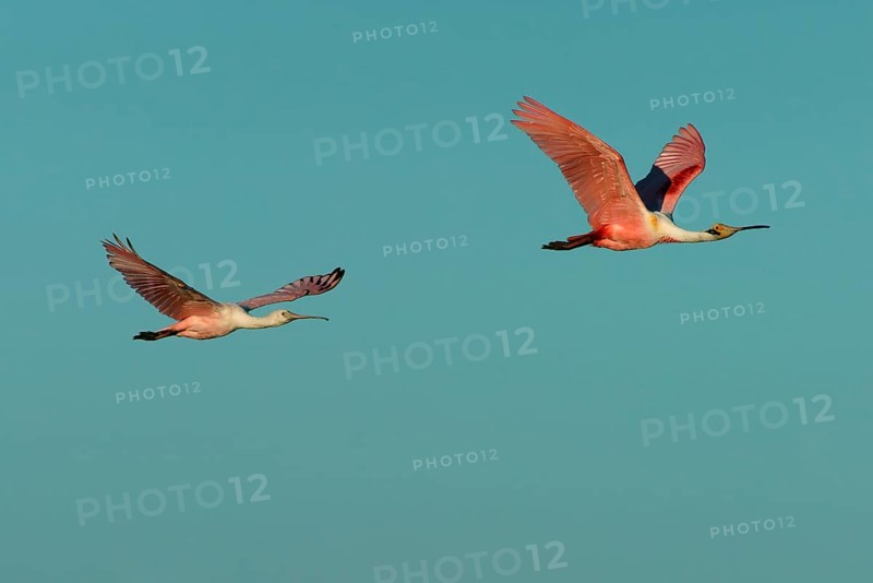 Roseate spoonbill (Ajaia ajaja) Pantanal Brazil