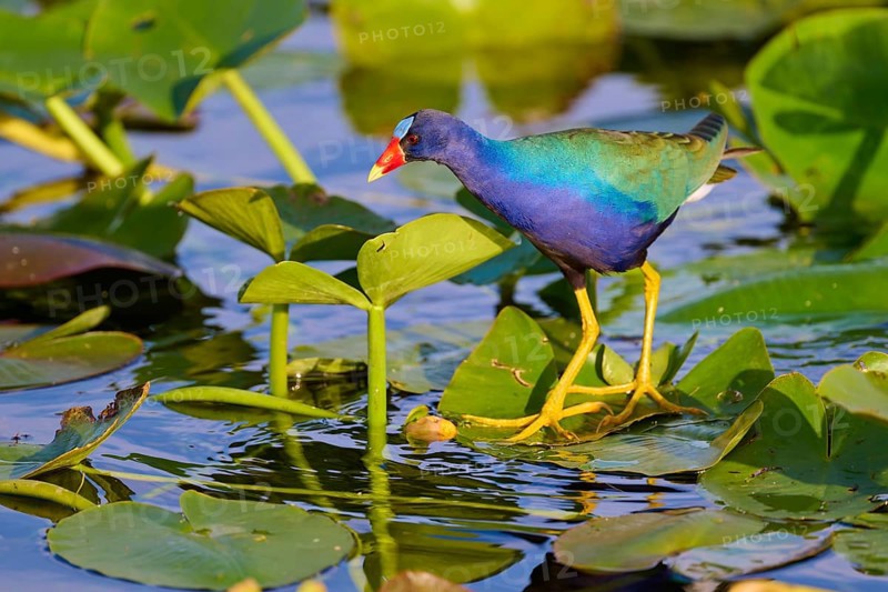 A colourful bird stands at attention on floating leaves in the water, Lesser Sultana (Porphyrio martinica), spring, Anhinga Trail, Everglades National Park, Florida, USA, North America
