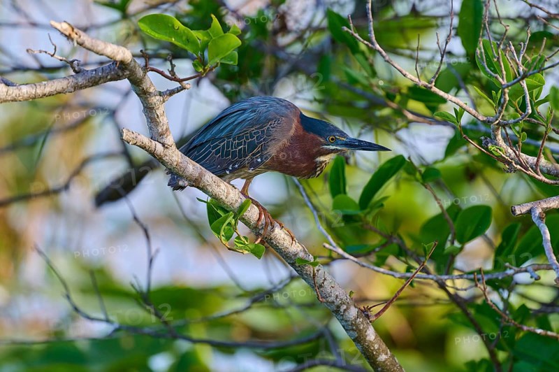 Bird sitting on a branch surrounded by green leaves, light falls through the foliage, Green Heron (Butorides virescens), spring, Anhinga Trail, Everglades National Park, Florida, USA, North America