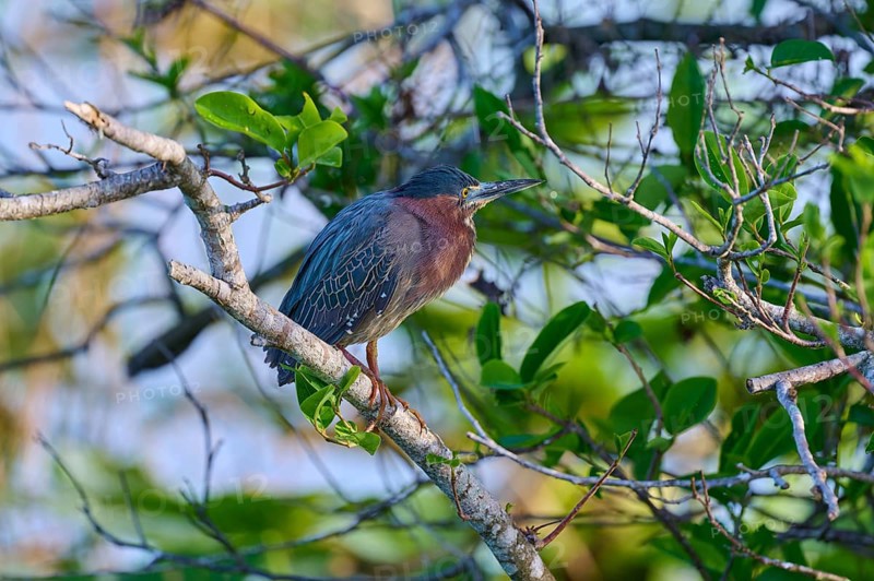 A bird rests on a branch surrounded by fresh green leaves and soft light, Green Heron (Butorides virescens), Spring, Anhinga Trail, Everglades National Park, Florida, USA, North America