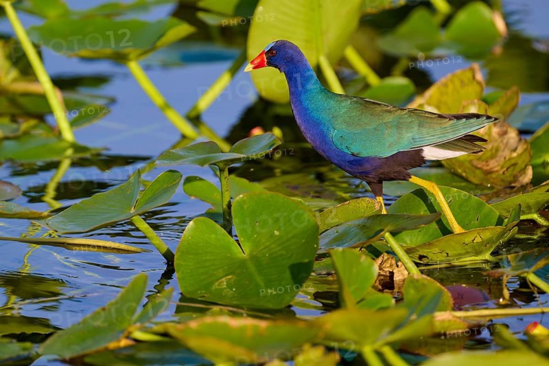 A pretty bird with bright colours stands on water-covered leaves, Lesser Sultana (Porphyrio martinica), spring, Anhinga Trail, Everglades National Park, Florida, USA, North America