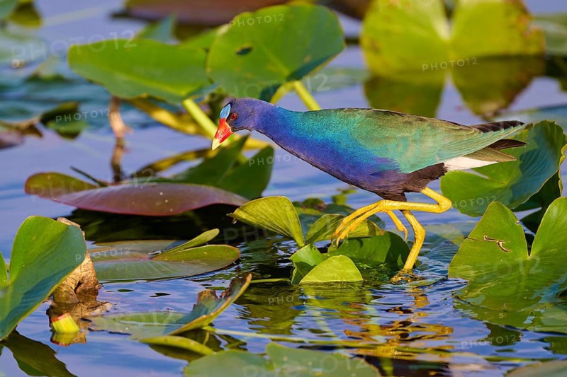 A colourful bird crosses the water surface on green leaves, Lesser Sultana (Porphyrio martinica), spring, Anhinga Trail, Everglades National Park, Florida, USA, North America