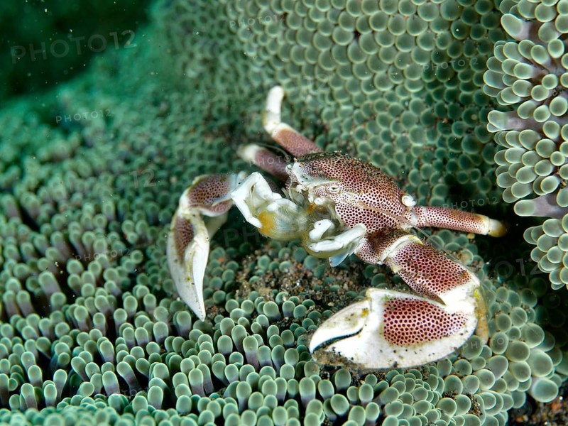 Red and white crab, spotted porcelain crab (Neopetrolisthes maculatus), on a green sea anemone. Dive site Puri Jati, Umeanyar, Bali, Indonesia