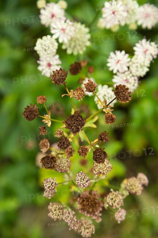 Astrantia flowers
