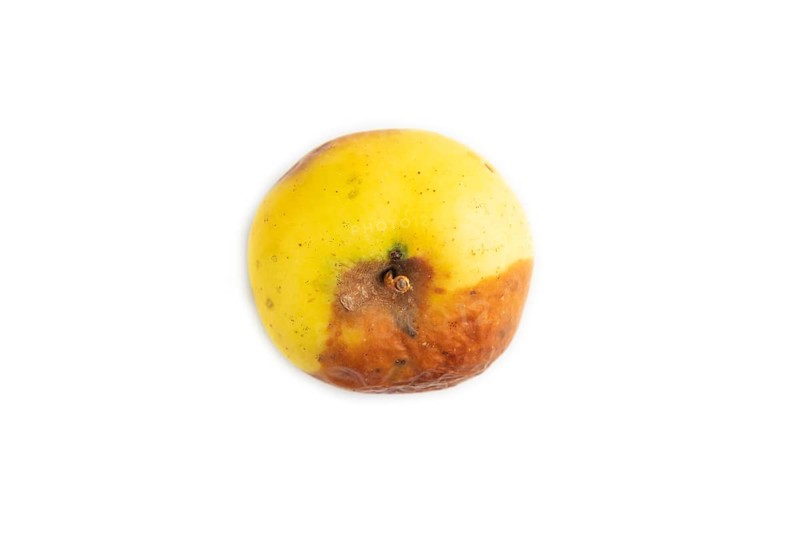 Decaying, Rotting apples isolated on white background. Top view, copy space, flat lay, minimalism