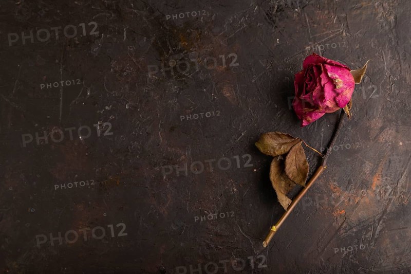 Withered dried pink Rose on black concrete background, top view, flat lay, copy space, minimalism