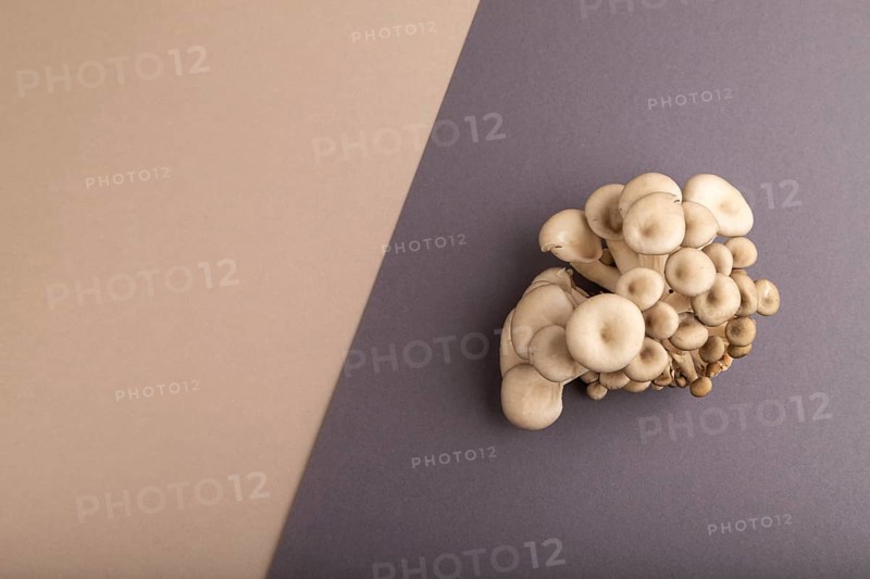 Raw Oyster mushroom, Pleurotus ostreatus on beige and gray pastel paper background. Top view, flat lay, copy space, minimalism