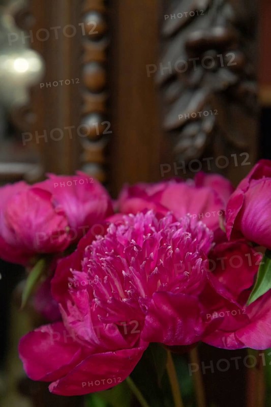 Beautiful red, burgundy peony Waikiki flower. Closeup. Blurred background, selective focus