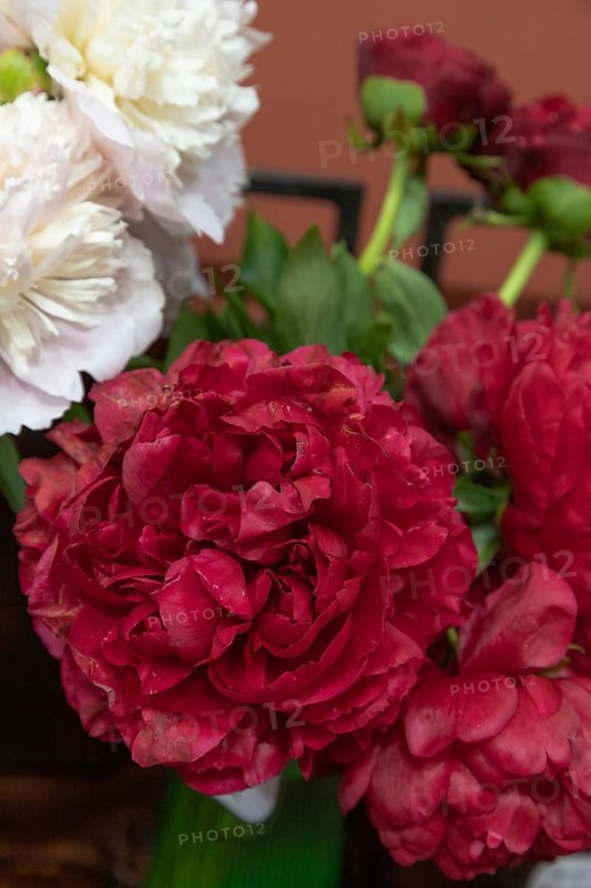 Beautiful red, burgundy peony Carol flower. Closeup. Blurred background, selective focus