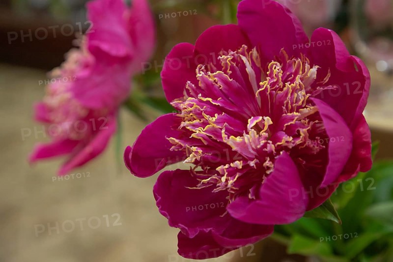 Beautiful red, burgundy peony Patricia Hanratty flower. Closeup. Blurred background, selective focus