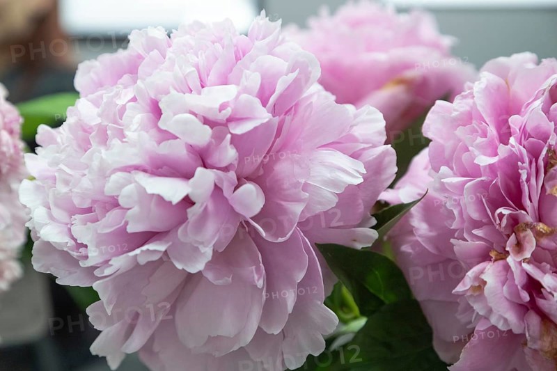 Beautiful pink peony Myra McRae flower. Closeup. Blurred background, selective focus