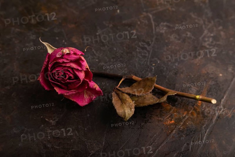 Withered dried pink Rose on black concrete background, side view, copy space, minimalism