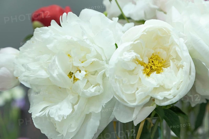 Beautiful white peony Miss America flower. Closeup. Blurred background, selective focus