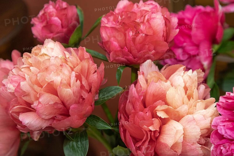 Beautiful pink orange peony Lorelei flower. Closeup. Blurred background, selective focus