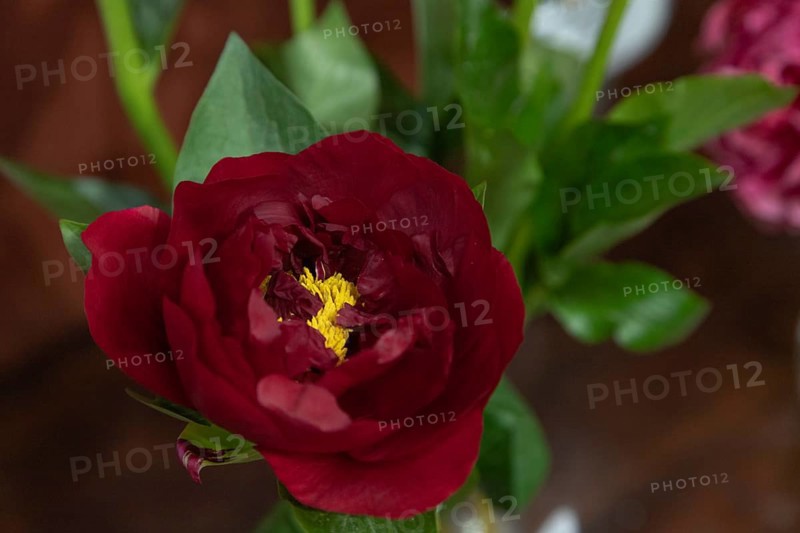Beautiful red, burgundy peony The Mackinac Grand flower. Closeup. Blurred background, selective focus
