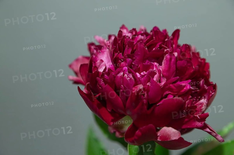 Beautiful red, burgundy peony Judy Becker flower. Closeup. Blurred background, selective focus
