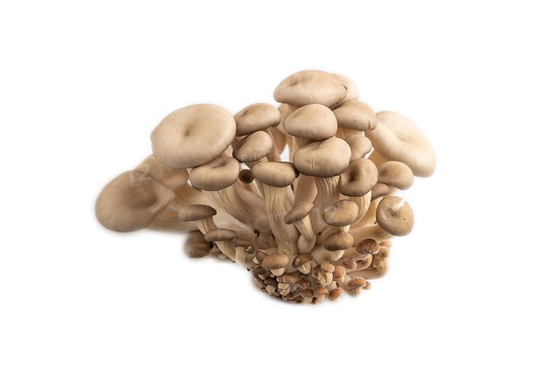 Raw Oyster mushroom, Pleurotus ostreatus isolated on white background. Side view, close up, minimalism
