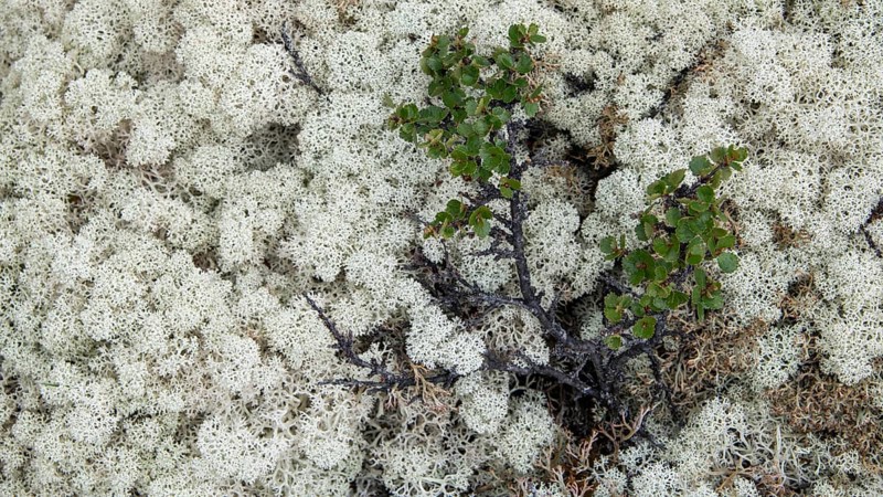 Ground vegetation with Reindeer lichen (Cladonia rangiferina), alpine tundra, Dovrefjell, Norway