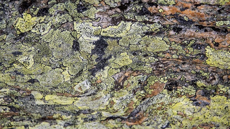Close-up of lichen with green-yellow and brown patterns, Dovrefjell, Norway