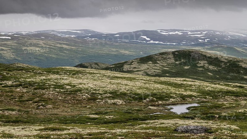 Vast fell or mountain landscape, ground vegetation with Reindeer lichen (Cladonia rangiferina), alpine tundra, Dovrefjell, Norway