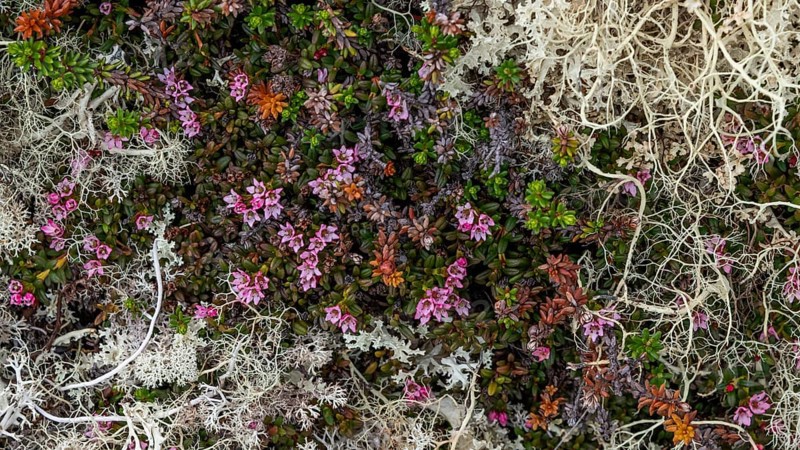Ground vegetation with Alpine Azalea (Loiseleuria procumbens) and Reindeer lichen (Cladonia rangiferina), alpine tundra, Dovrefjell, Norway