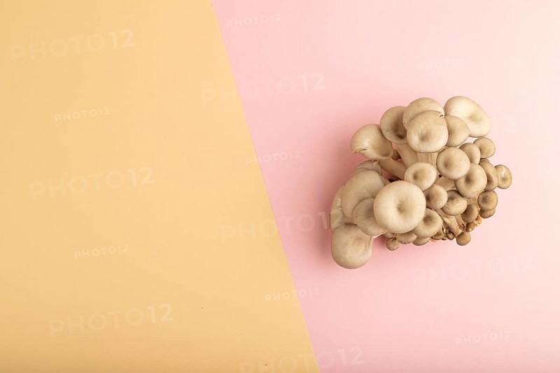 Raw Oyster mushroom, Pleurotus ostreatus on pink and orange pastel paper background. Top view, flat lay, copy space, minimalism
