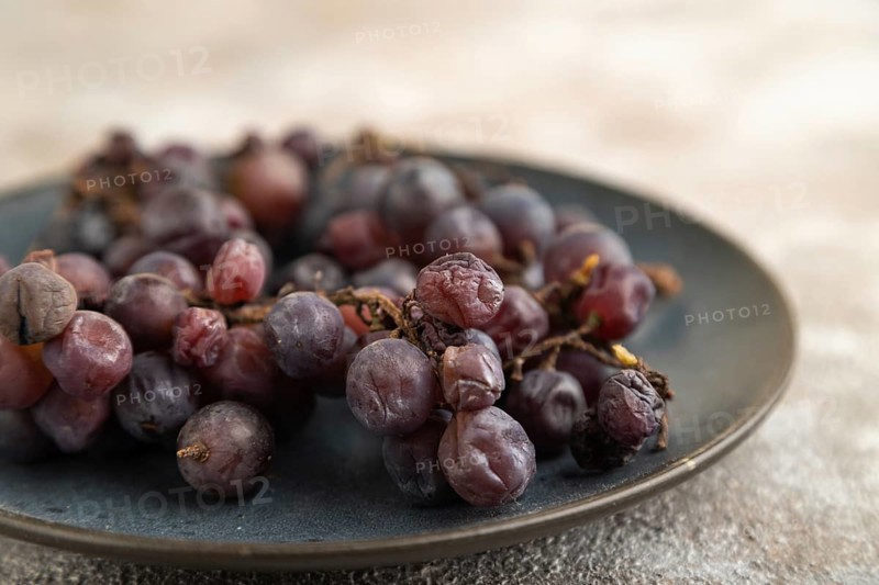 Bunches of rotten and Dry Red wine grapes on blue plate on brown concrete background, harvest, decay. Side view, close up, selective focus
