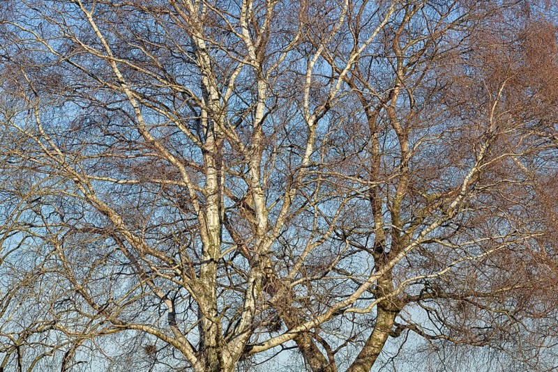 Birke (Betula), Blick in die Baumkronen, blauer Wolkenhimmel, Nordrhein-Westfalen, Deutschland