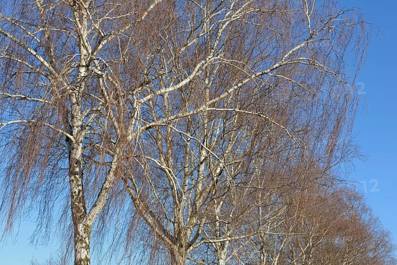 Birke (Betula), Baumreihe, Blick in die Baumkronen, blauer Wolkenhimmel, Nordrhein-Westfalen, Deutschland