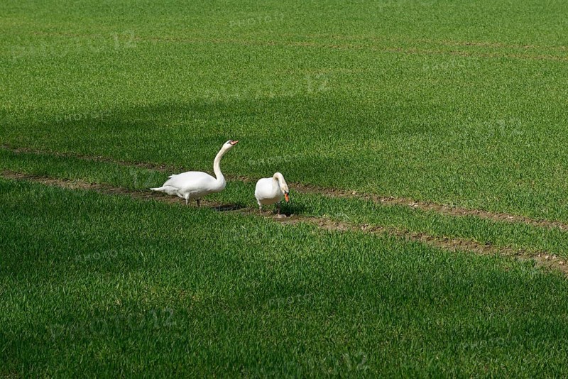 Höckerschwan (Cygnus olor), Schwäne auf einem grünen Getreidefeld, Nordrhein-Westfalen, Deutschland