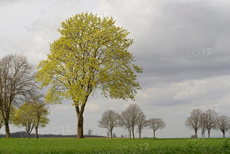 Laubbäume, Ahorn (Acer) im Frühling, Nordrhein-Westfalen, Deutschland