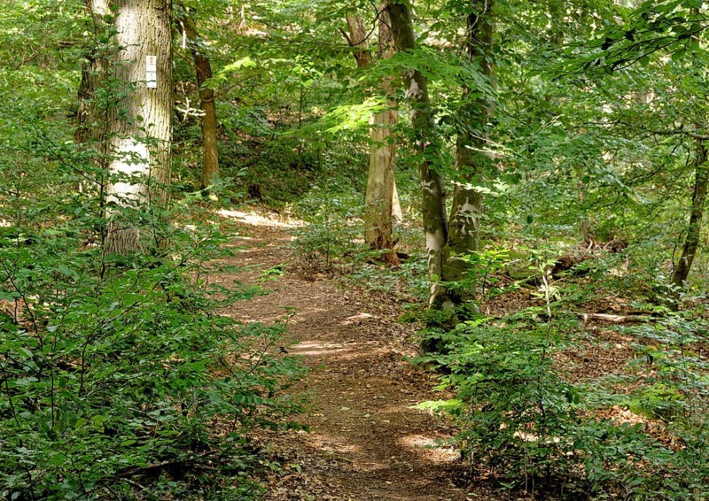 Wanderweg im Wandergebiet Rotenfels im Naturpark Soonwald-Nahe in der Pfalz. Traisen, Landkreis Bad Kreuznach, Rheinland-Pfalz, Deutschland