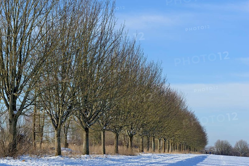 Winterlandschaft, Bäume an einem schneebedeckten Feldweg, blauer Wolkenhimmel, Nordrhein-Westfalen, Deutschland