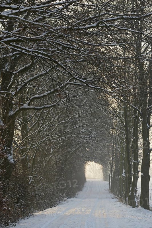 Winterlandschaft, tunnelartige Wegstrecke führt durch schneebedeckte Bäume, Nordrhein-Westfalen, Deutschland