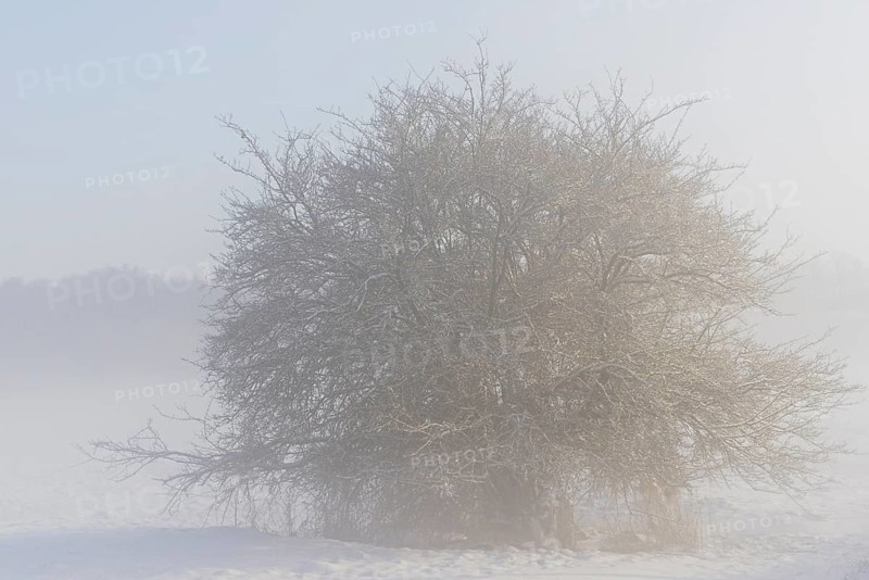 Winterlandschaft, schneebedeckter Weißdorn (Crataegus), aufsteigender Bodennebel, Nordrhein-Westfalen, Deutschland
