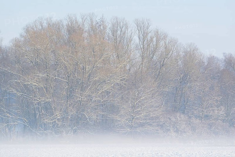Winterlandschaft, Bodennebel steigt vor schneebedeckten Bäumen auf, Nordrhein-Westfalen, Deutschland
