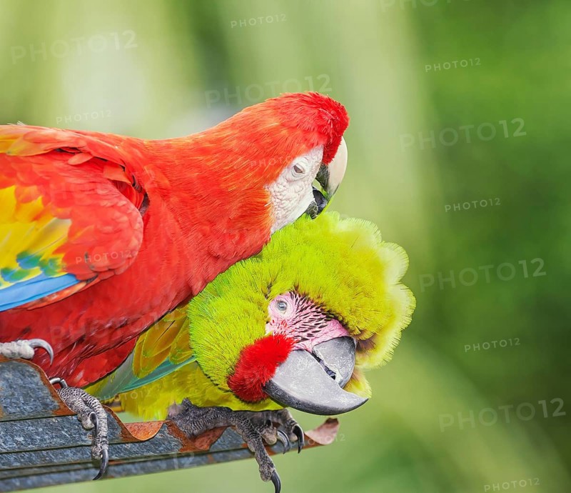 Military macaw (Ara militaris) and Scarlet Macaw (Ara macao) showing affection, Costa Rica, Central America